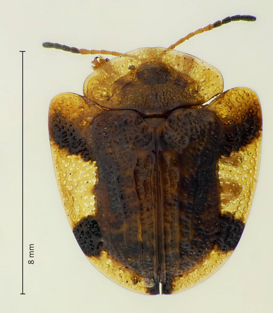 Laccoptera nepalensis