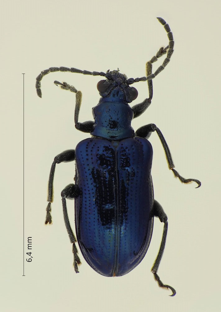 Lema concinnipennis