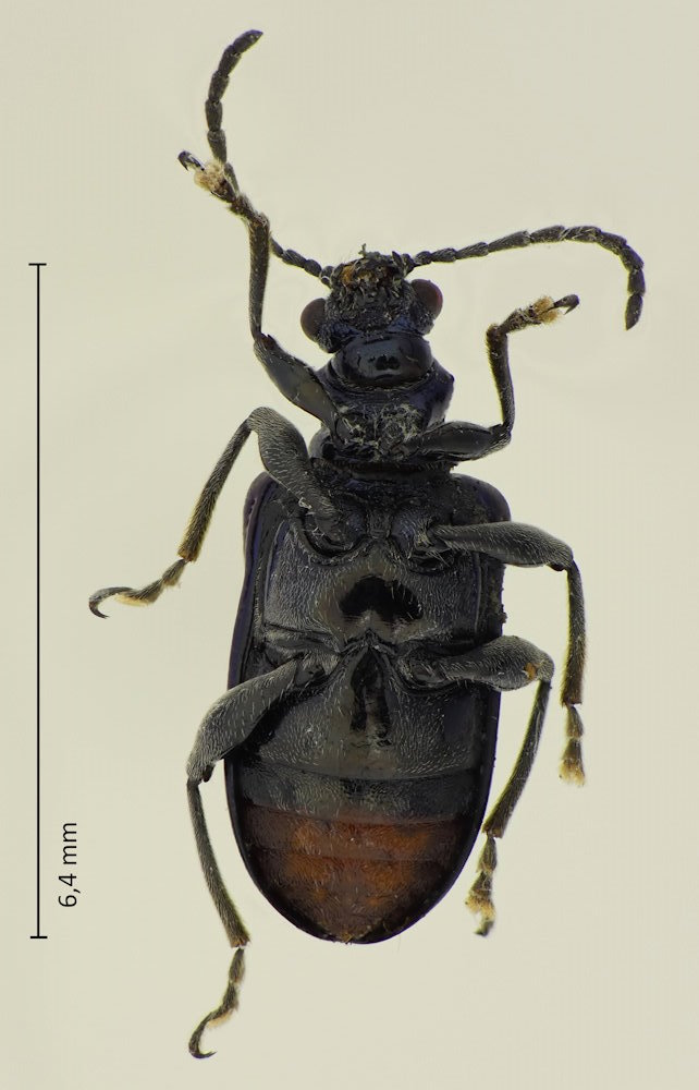 Lema concinnipennis