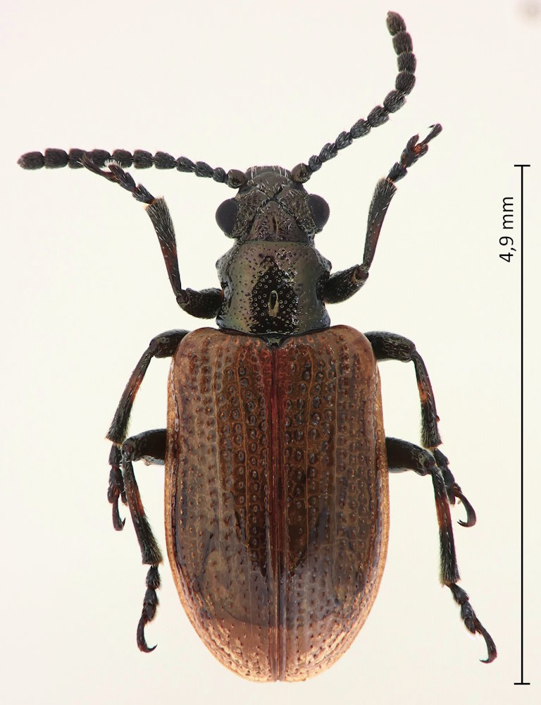 Lema decempunctata