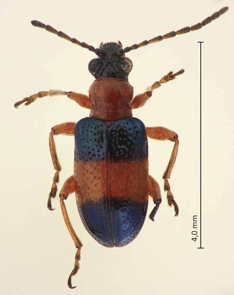 Lema delicatula