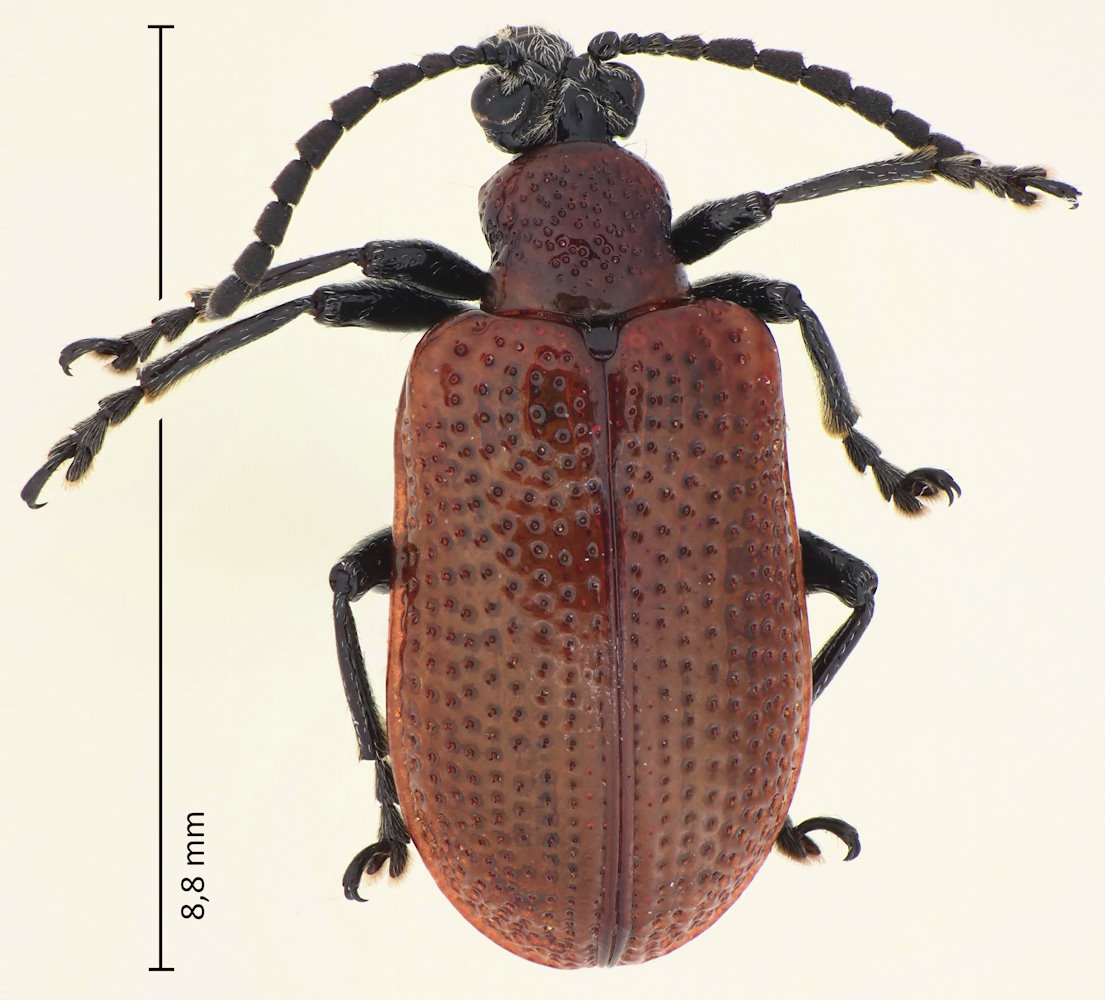 Lilioceris rugata