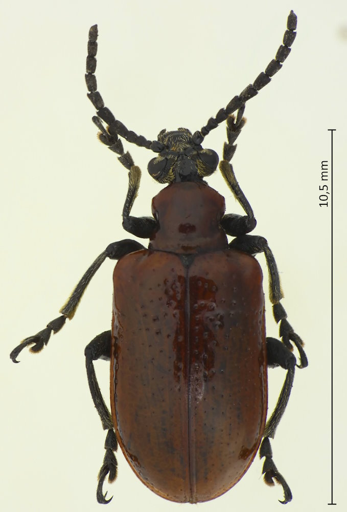 Lilioceris subpolita
