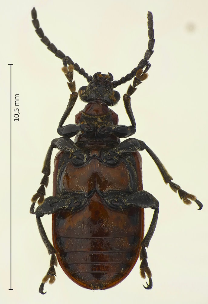 Lilioceris subpolita