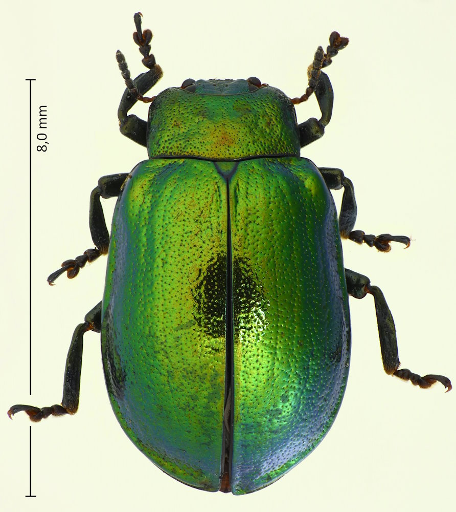 Plagiosterna aenea