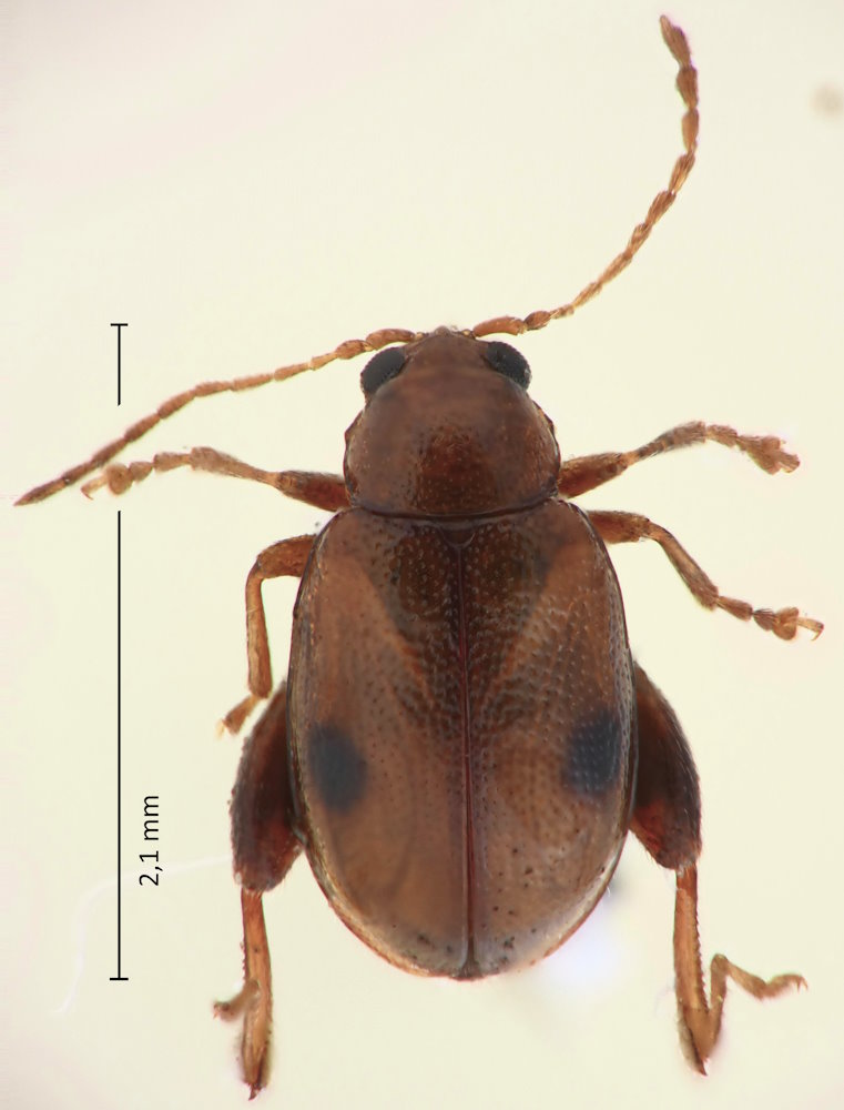 Longitarsus bimaculatus