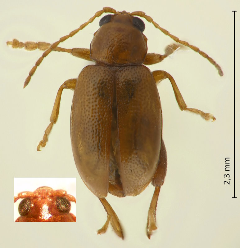 Longitarsus bimaculatus