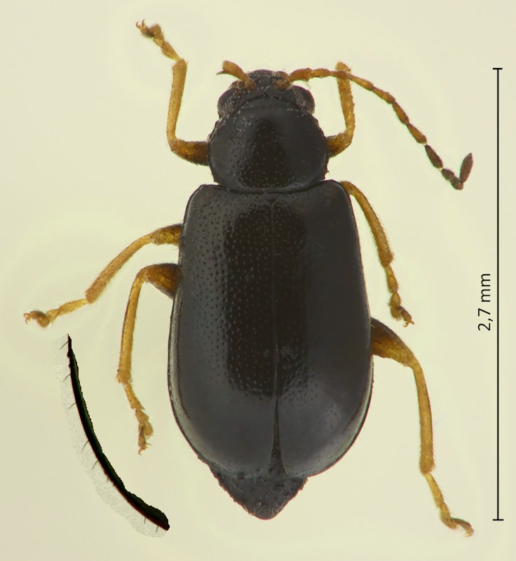 Luperomorpha tenebrosa