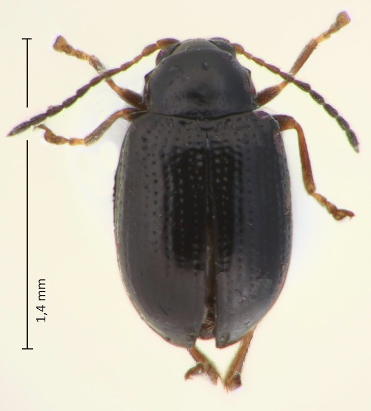 Manobia parvula