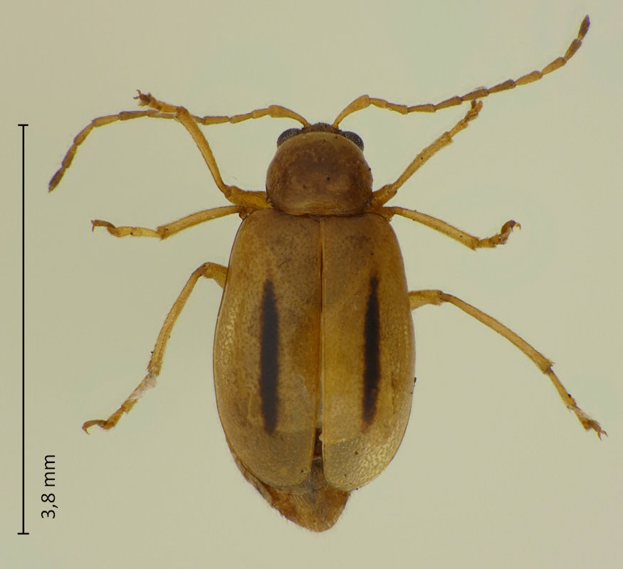 Medythia nigrobilineata