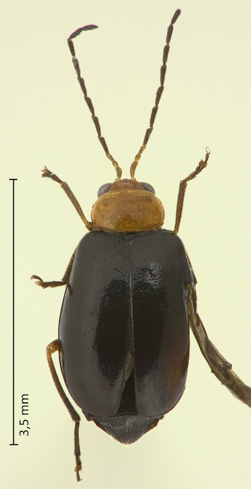 Monolepta dichroa