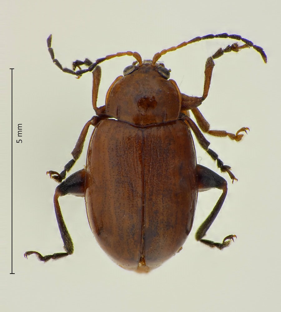 Neocrepidodera obscuritarsis