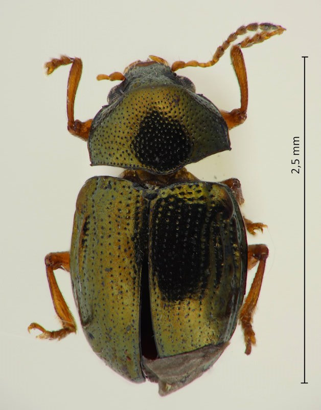 Nodina chalcosoma