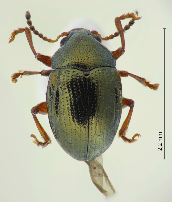 Nodina chalcosoma