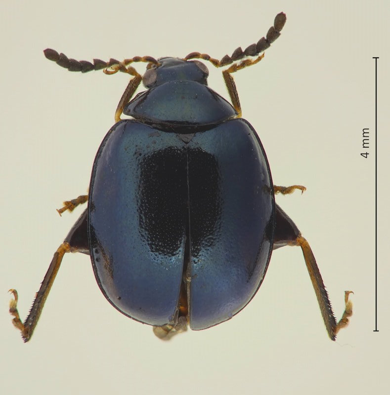Nonarthra cyanea