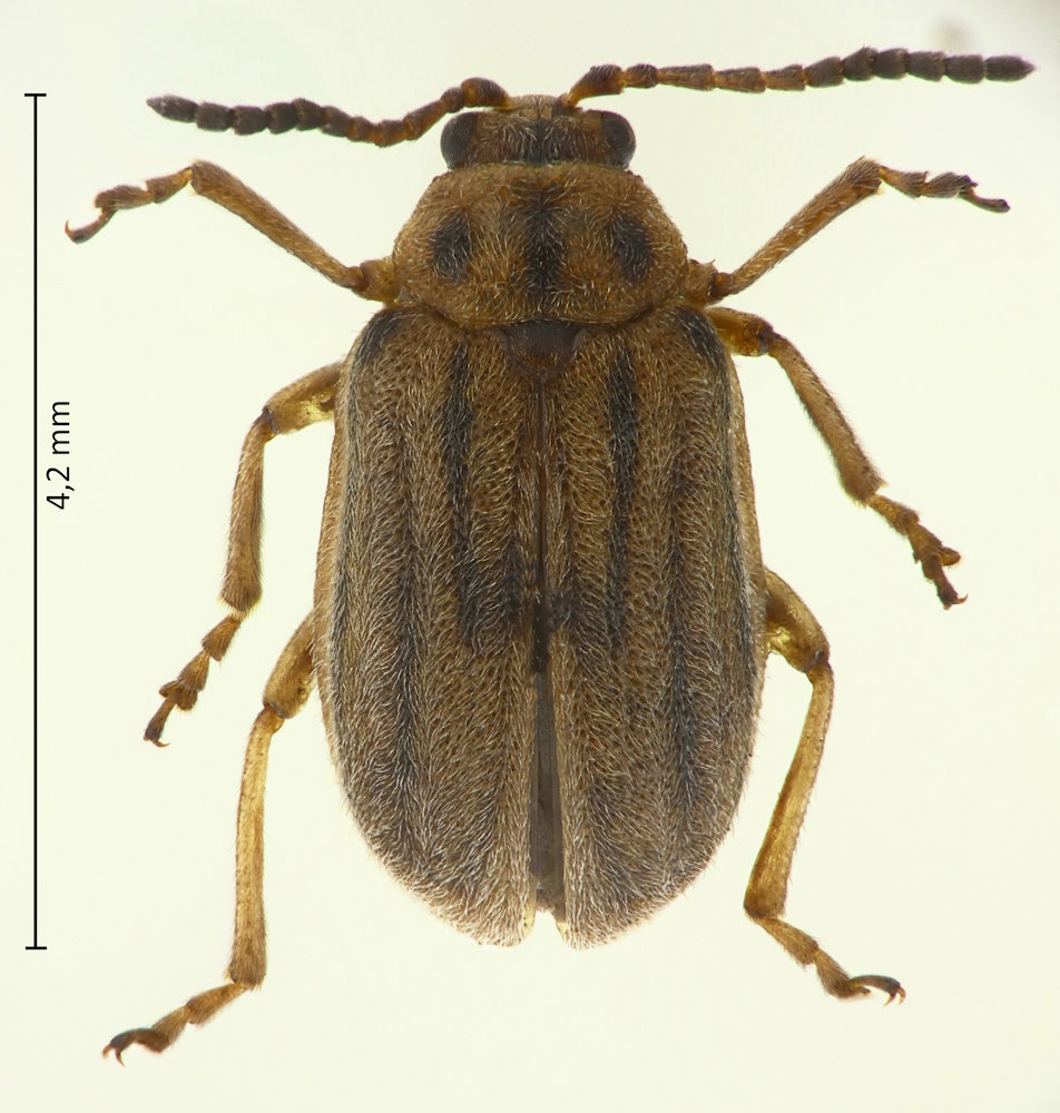 Ophraella communa
