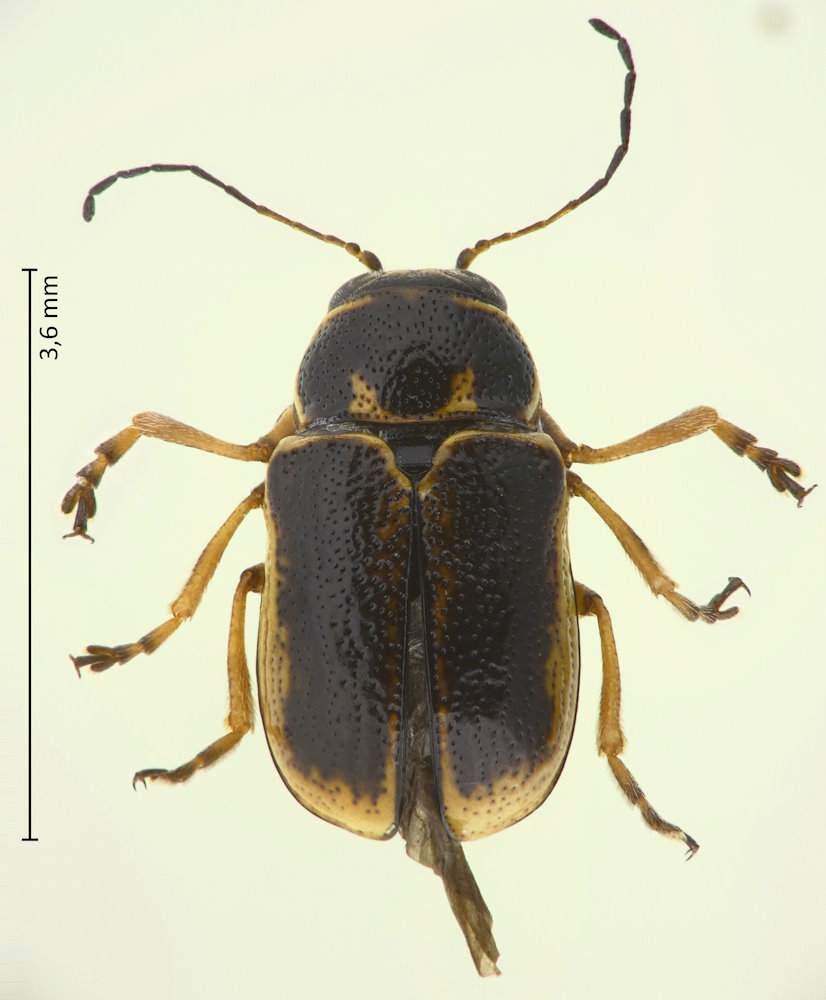 Pachybrachis eruditus