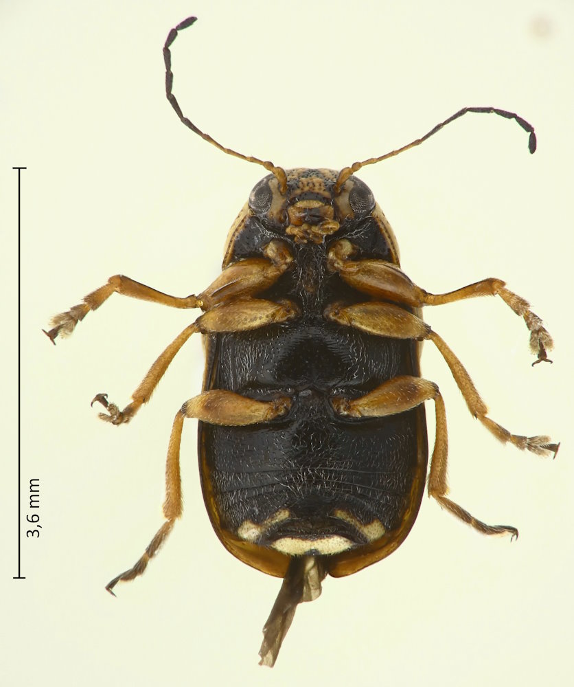Pachybrachis eruditus, Unterseite