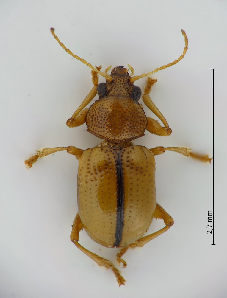 Pagria consimilis (W)