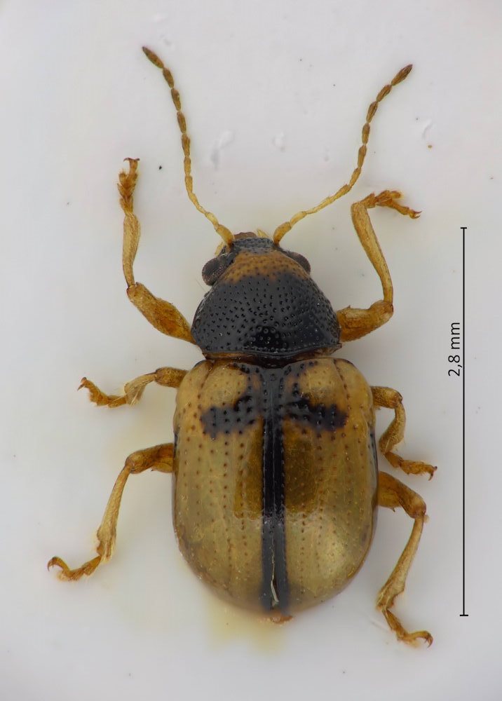 Pagria consimilis (W)