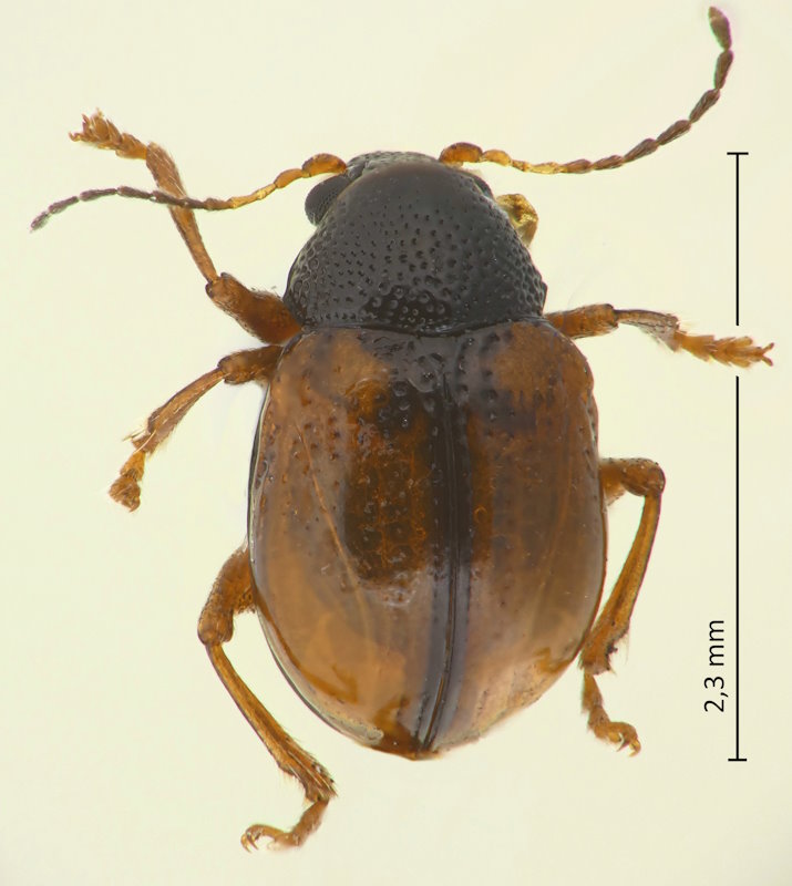 Pagria ussuriensis