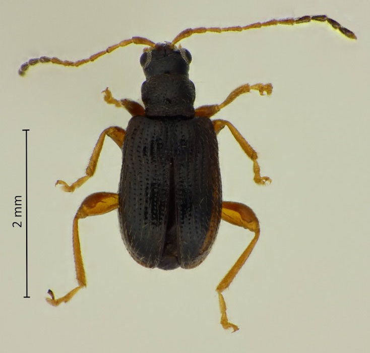 Pseudoliprus hirtus