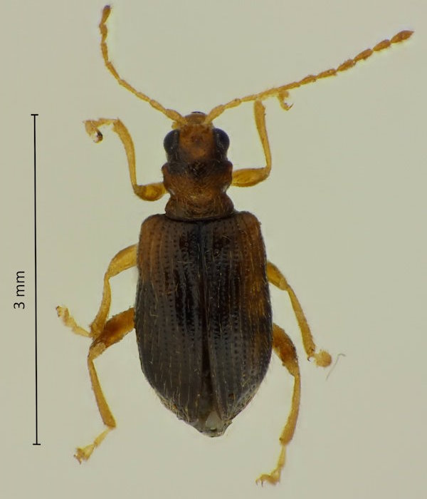 Pseudoliprus hirtus