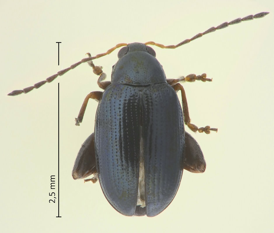 Psylliodes subrugosa