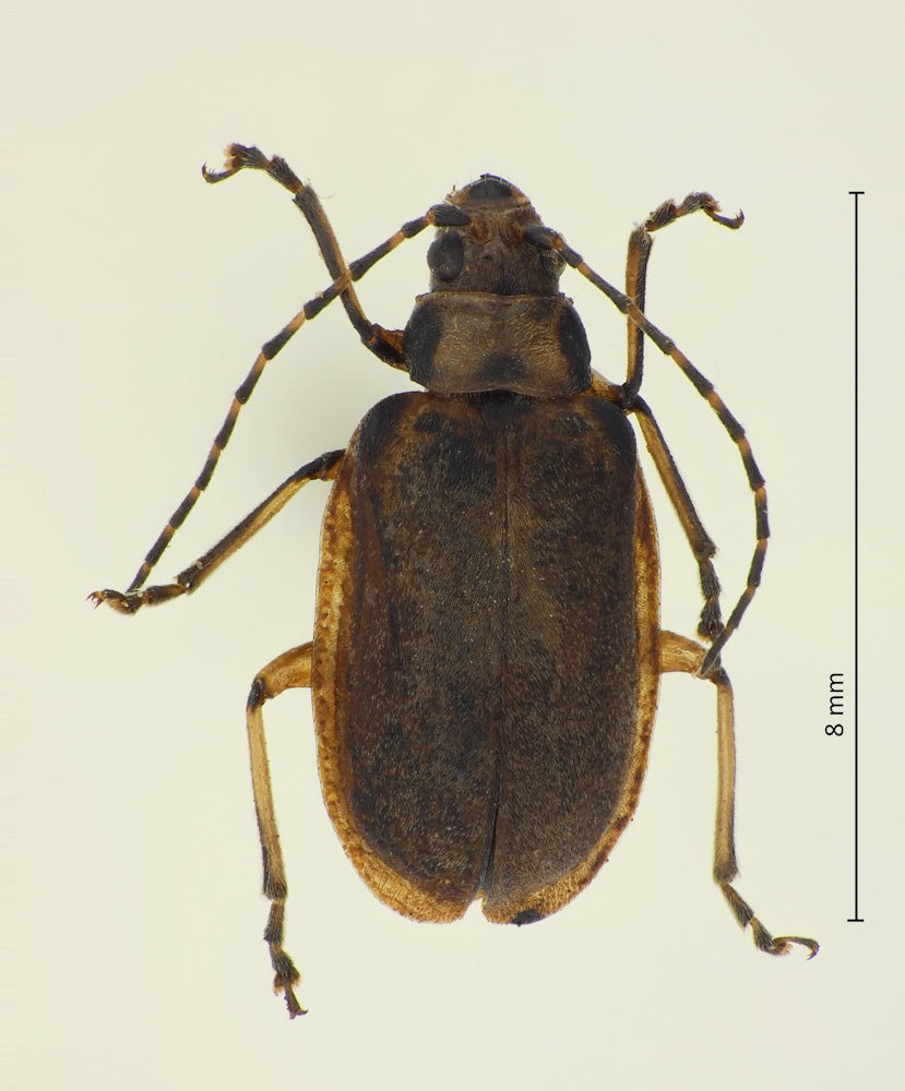 Pyrrhalta esakii