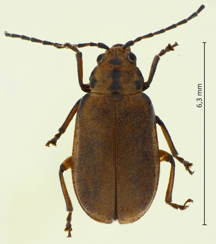 Pyrrhalta lineatipes