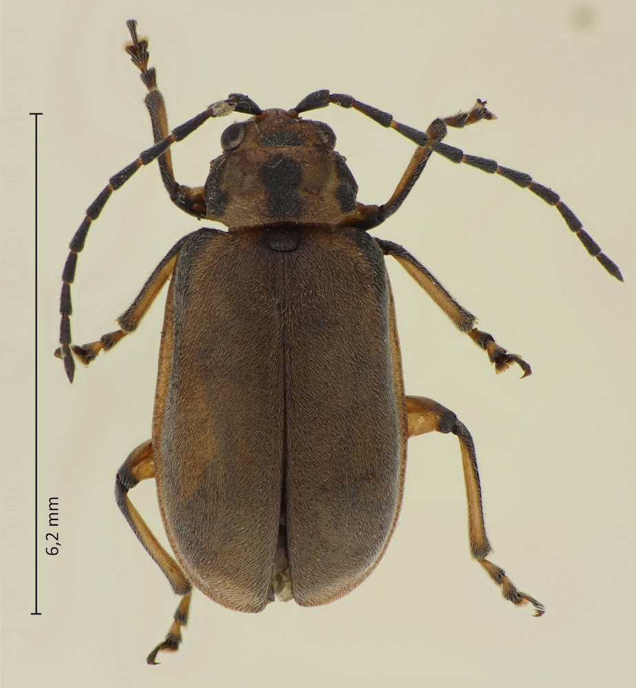 Pyrrhalta lineatipes