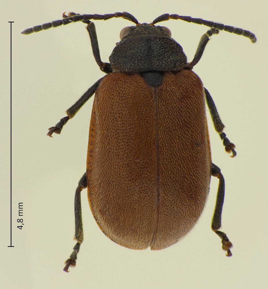 Pyrrhalta semifulva
