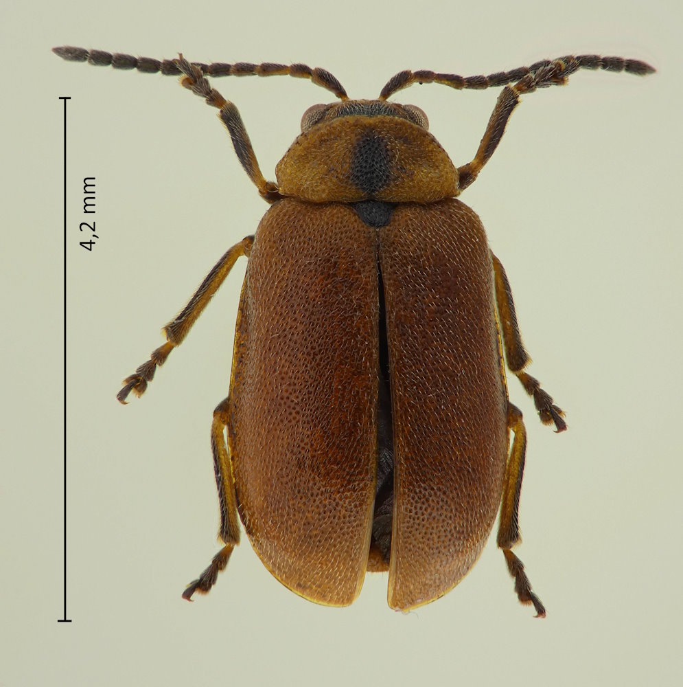 Pyrrhalta semifulva
