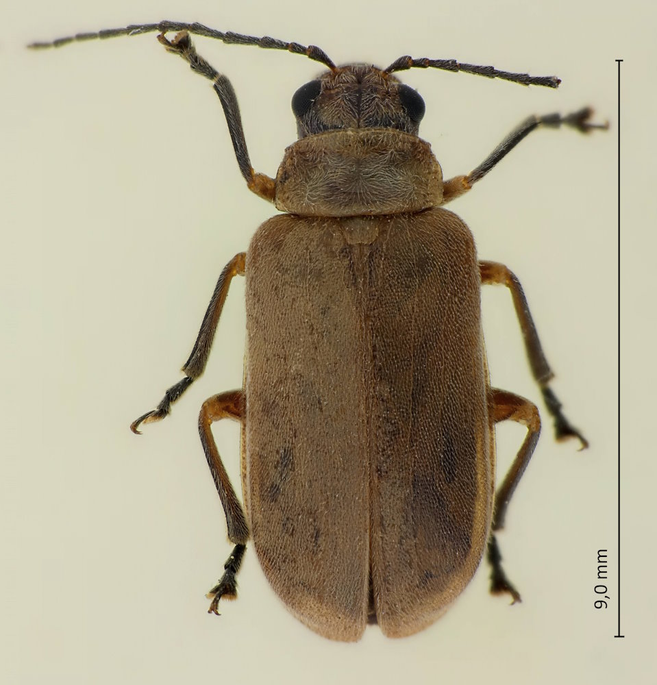 Pyrrhalta tibialis