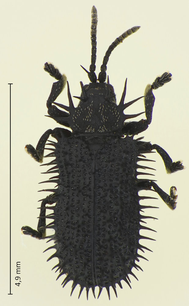 Rhadinosa nigrocyanea