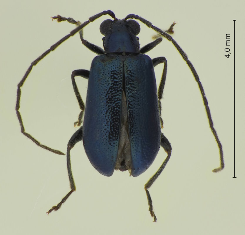Stenoluperus nipponensis