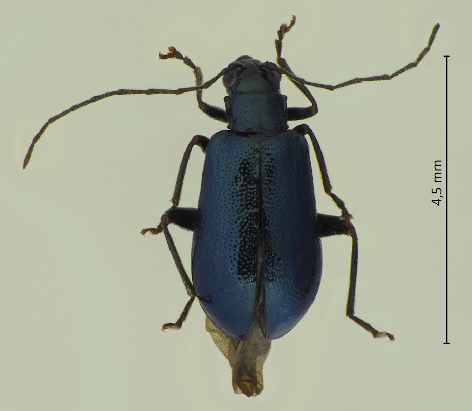Stenoluperus nipponensis