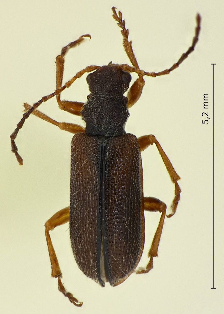 Syneta adamsi