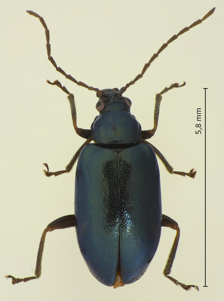 Taphinellina flaviventris