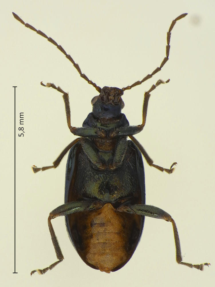 Rhadinosa janthinus