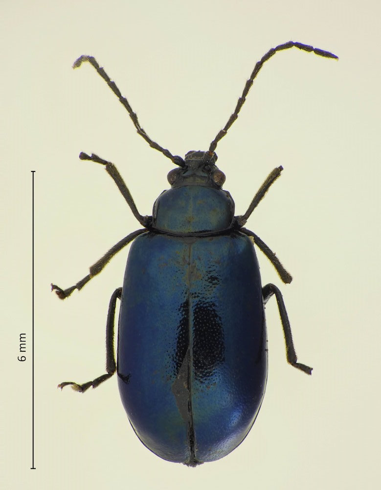 Taphinellina nobyi