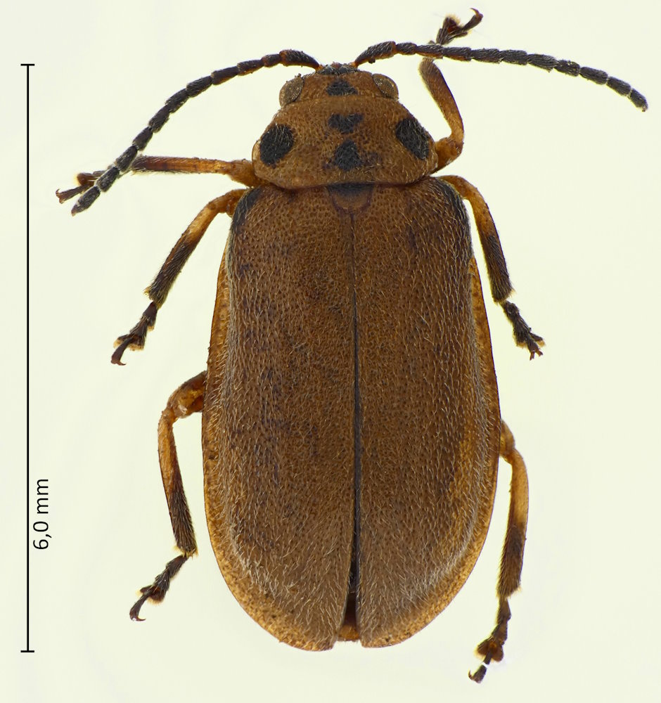 Xanthogaleruca maculicollis