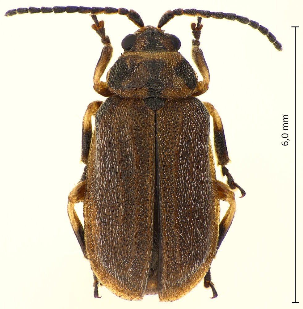 Xanthogaleruca maculicollis