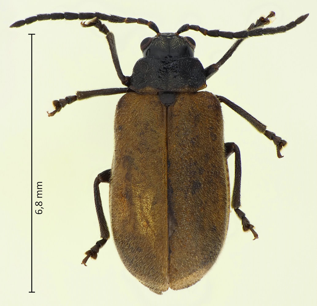 Xanthogaleruca seminigra