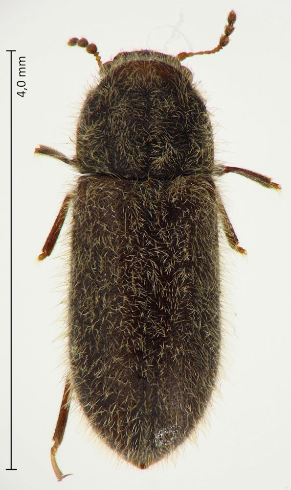Nipponocis longisetosus