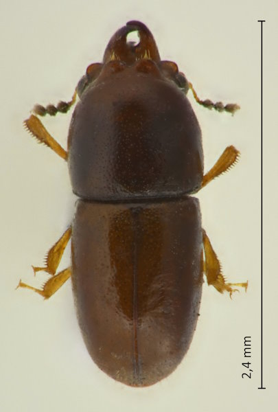 Octotemnus kawanabei
