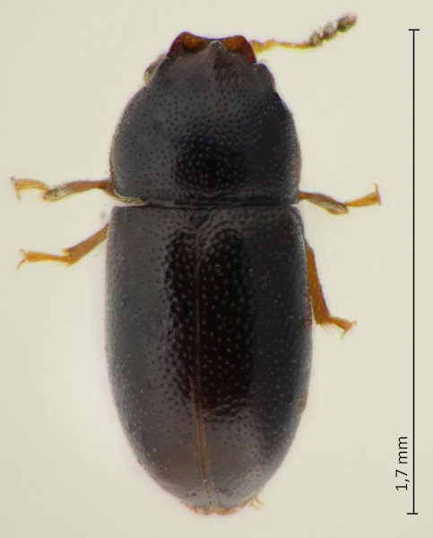 Odontocis denticollis