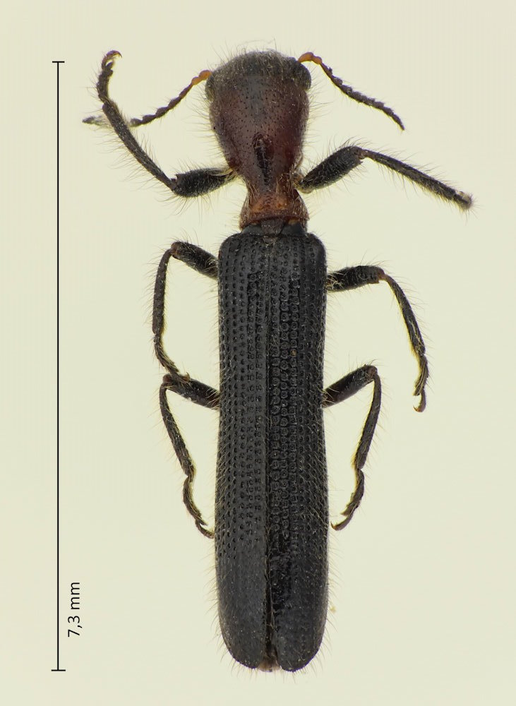 Cladiscus obeliscus
