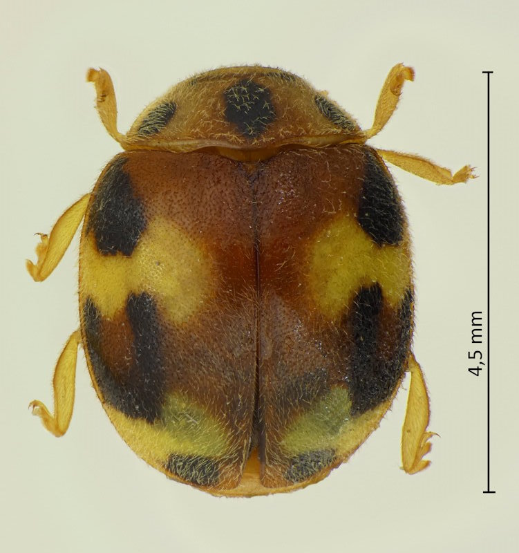 Amida tricolor