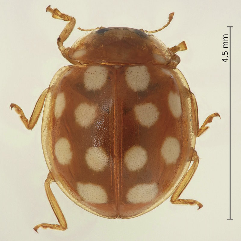 Calvia quindecimguttata